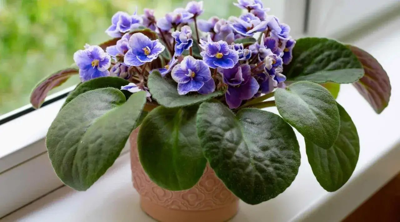 En kruka med vackra lila saintpaulia sorter blommar frodigt med sina sammetslena blad.