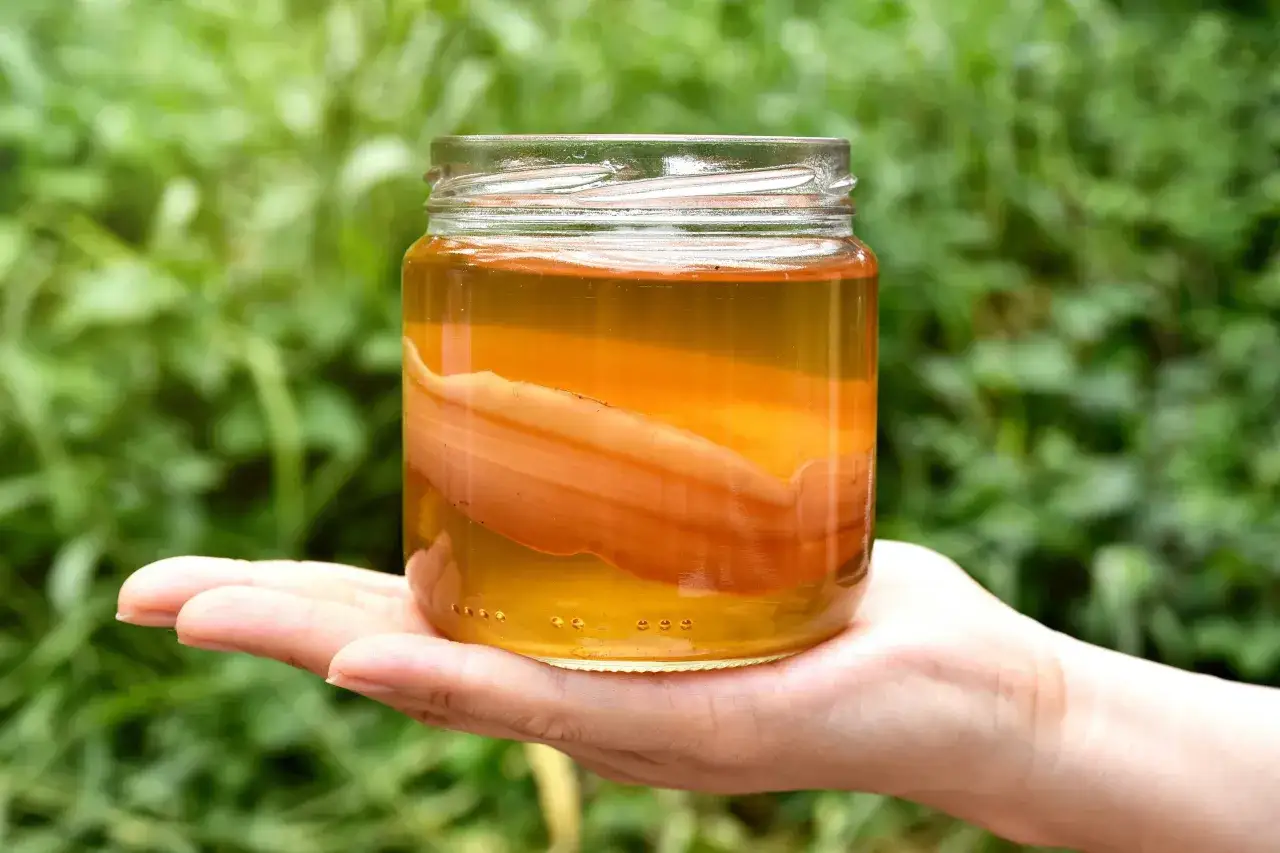 Kombucha fermentacja wizualne objawy
