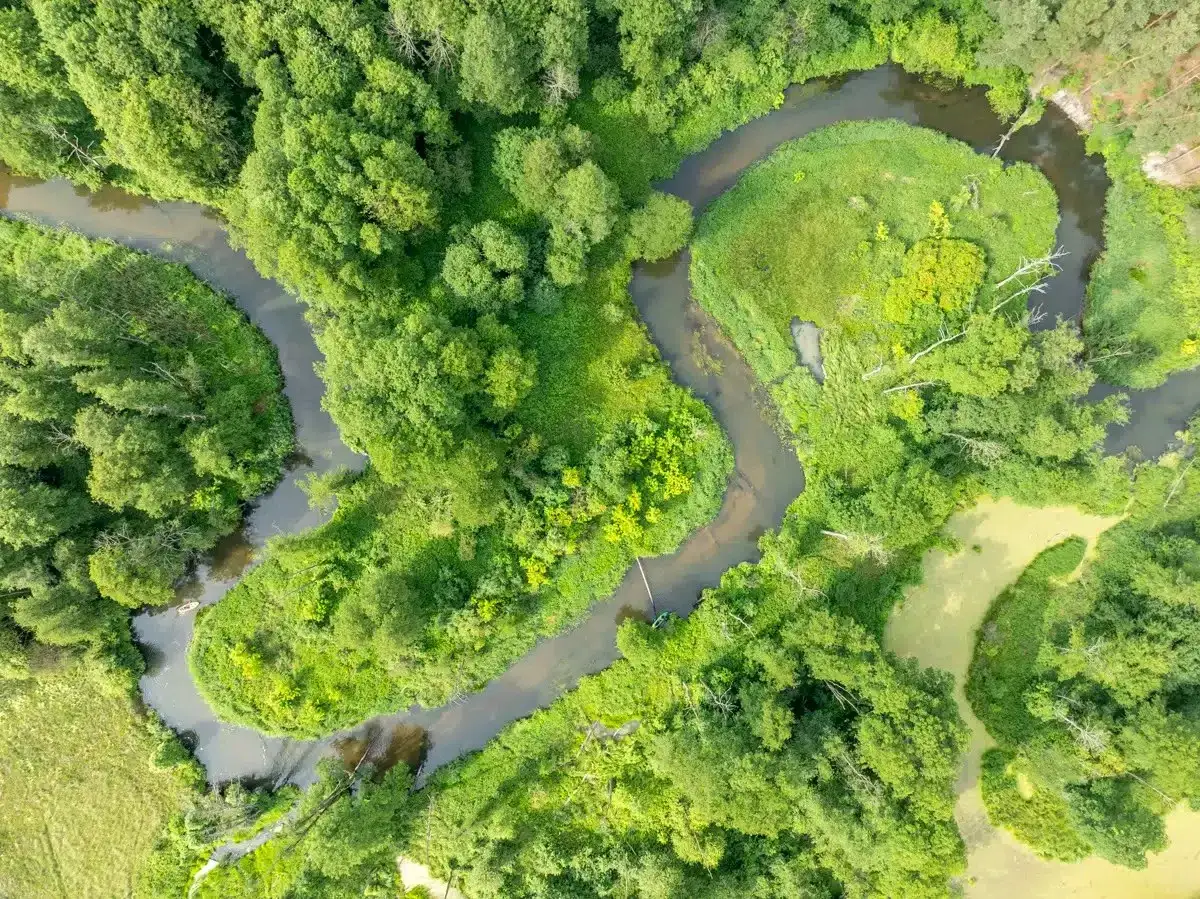Meandrująca rzeka w gęstym lesie, tworząca malownicze zakola. Widok z lotu ptaka na Bolimowski Park Krajobrazowy.