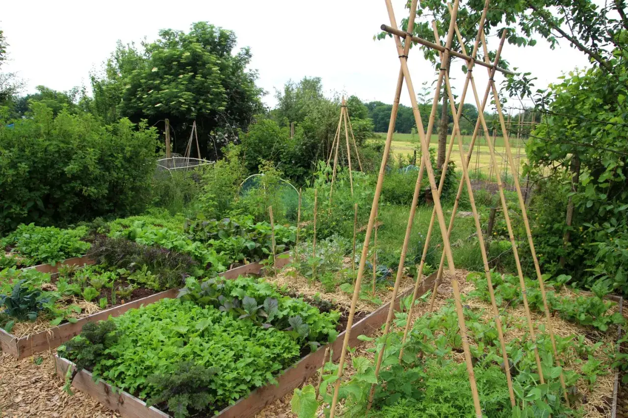 Ein üppiger Gemüsegarten mit Hochbeeten voller Salate und grüner Pflanzen. Bambusstäbe stützen junge Pflanzen, die bald zu Gurken heranwachsen.