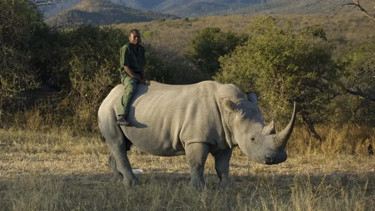 Ein Ranger reitet auf einem Nashorn im Kruger National Park. Die Savanne erstreckt sich bis zu den H&uuml;geln im Hintergrund.