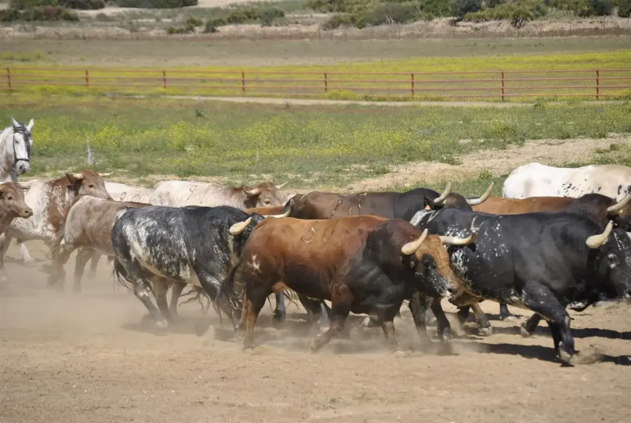 Manada de toros bravos en movimiento, parte de la ganadería Torrestrella, levantando polvo en un campo abierto.