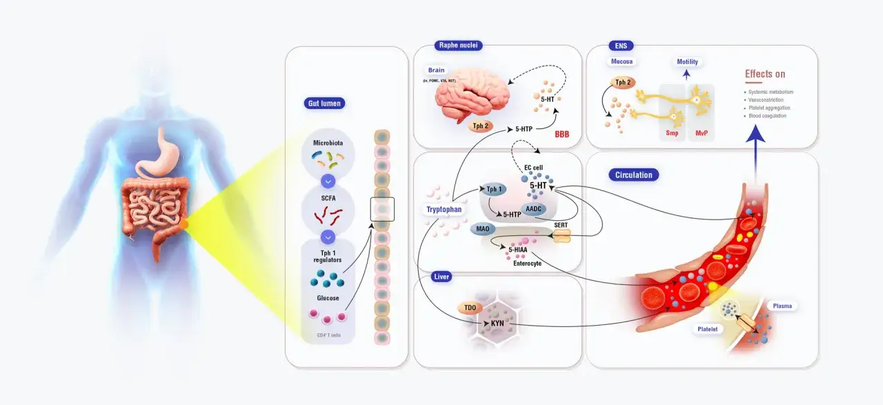 Schemat przedstawia produkcję i działanie serotoniny w organizmie, od jelit po mózg i krwiobieg.