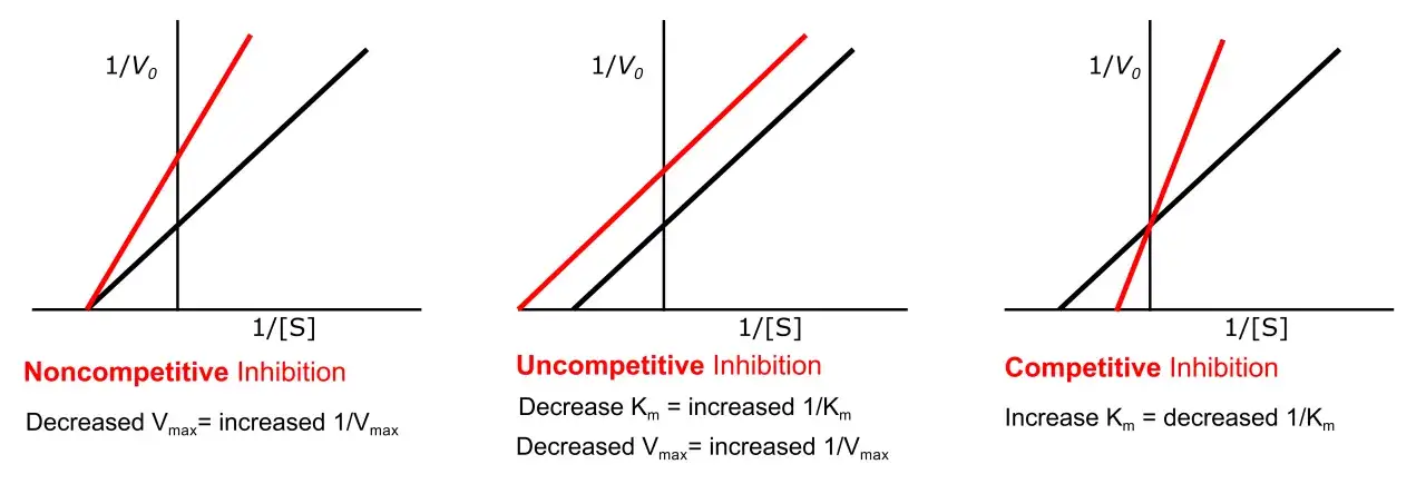 Diagramme zeigen nicht kompetitive Hemmung, unkompetitive Hemmung und kompetitive Hemmung. Die rote Linie repräsentiert die Hemmung.