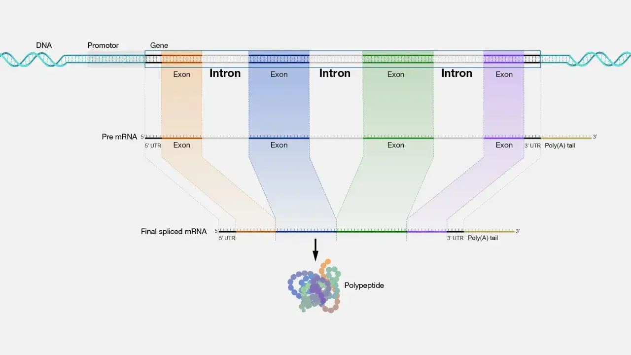 Genaufbau: DNA wird zu prä-mRNA, dann zu reifer mRNA gespleißt, die ein Polypeptid bildet. Introns werden entfernt.