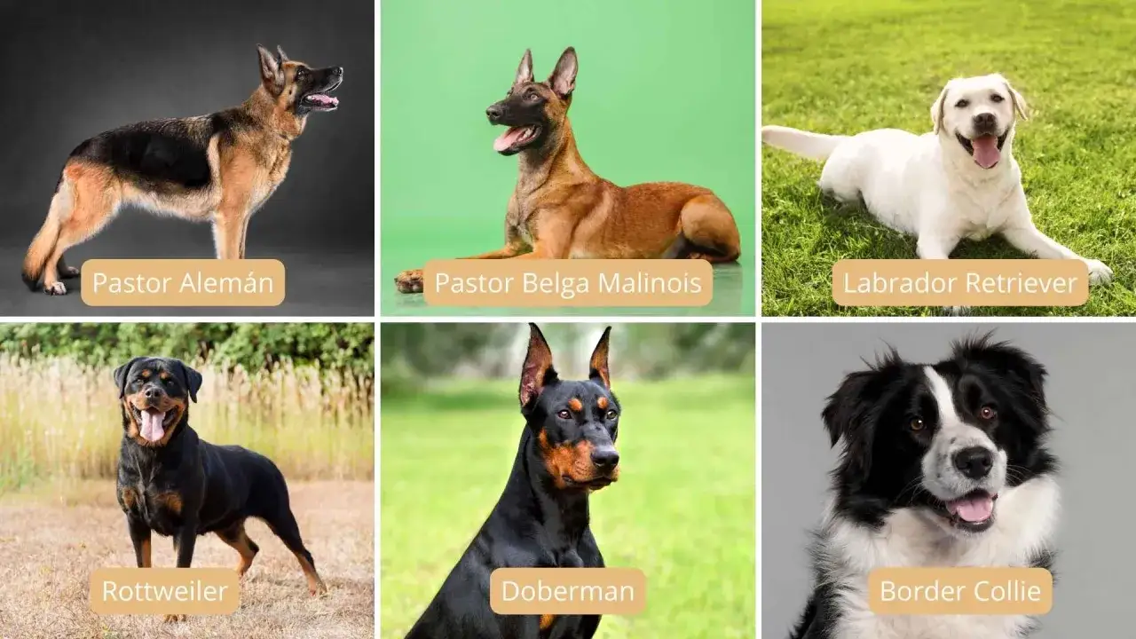 Seis razas de perros: Pastor Alem&aacute;n, Pastor Belga Malinois (ideal como perro polic&iacute;a), Labrador, Rottweiler, Doberman y Border Collie.