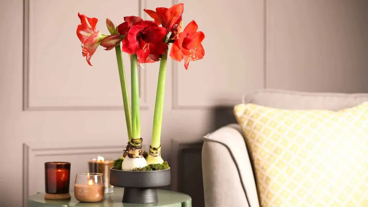 Ambiance cosy avec des amaryllis rouges et blancs en pot, sur une table d'appoint avec des bougies. L'entretien de ces fleurs est simple pour un bel effet.
