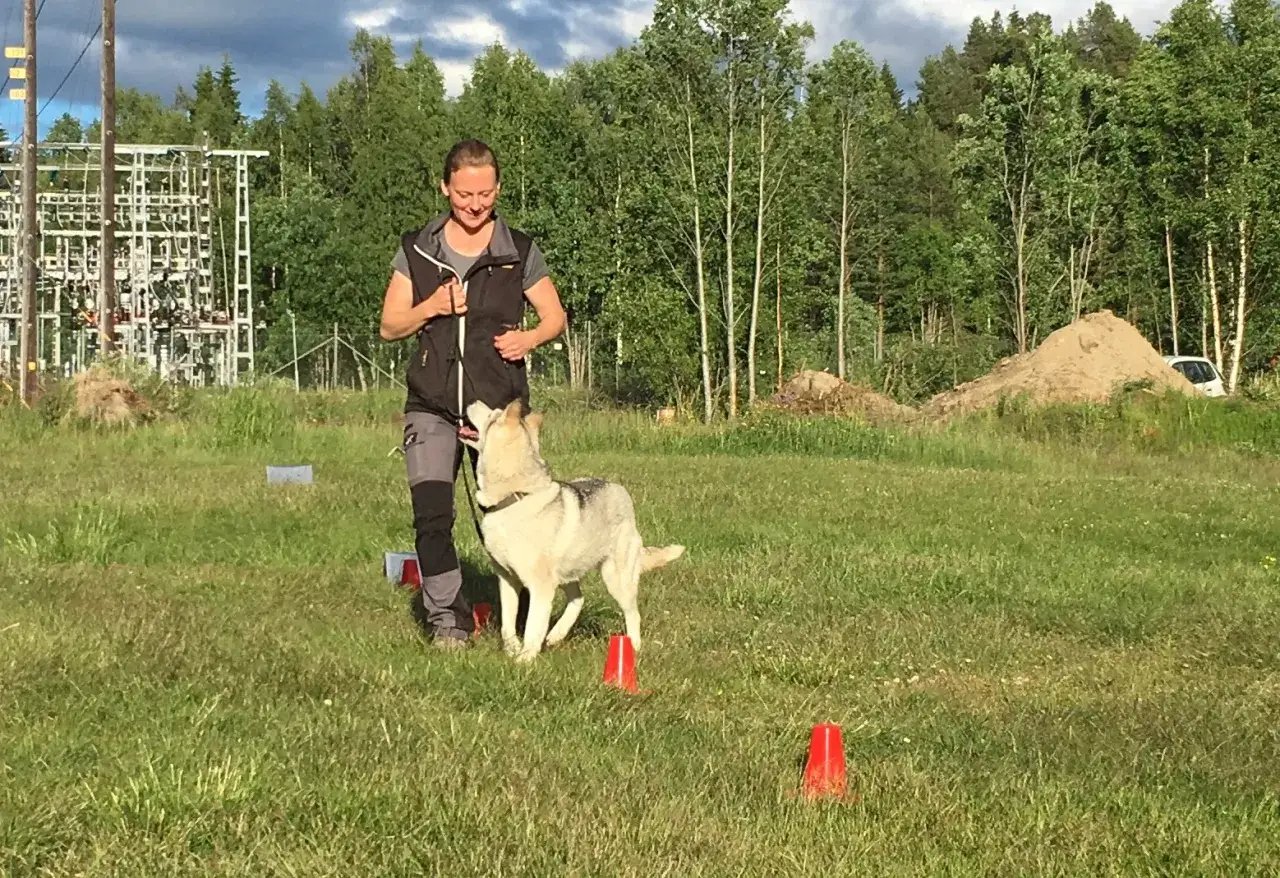 Kvinna tr&auml;nar sin hund utomhus. Hunden lyssnar uppm&auml;rksamt n&auml;r hon ger hund kommando.