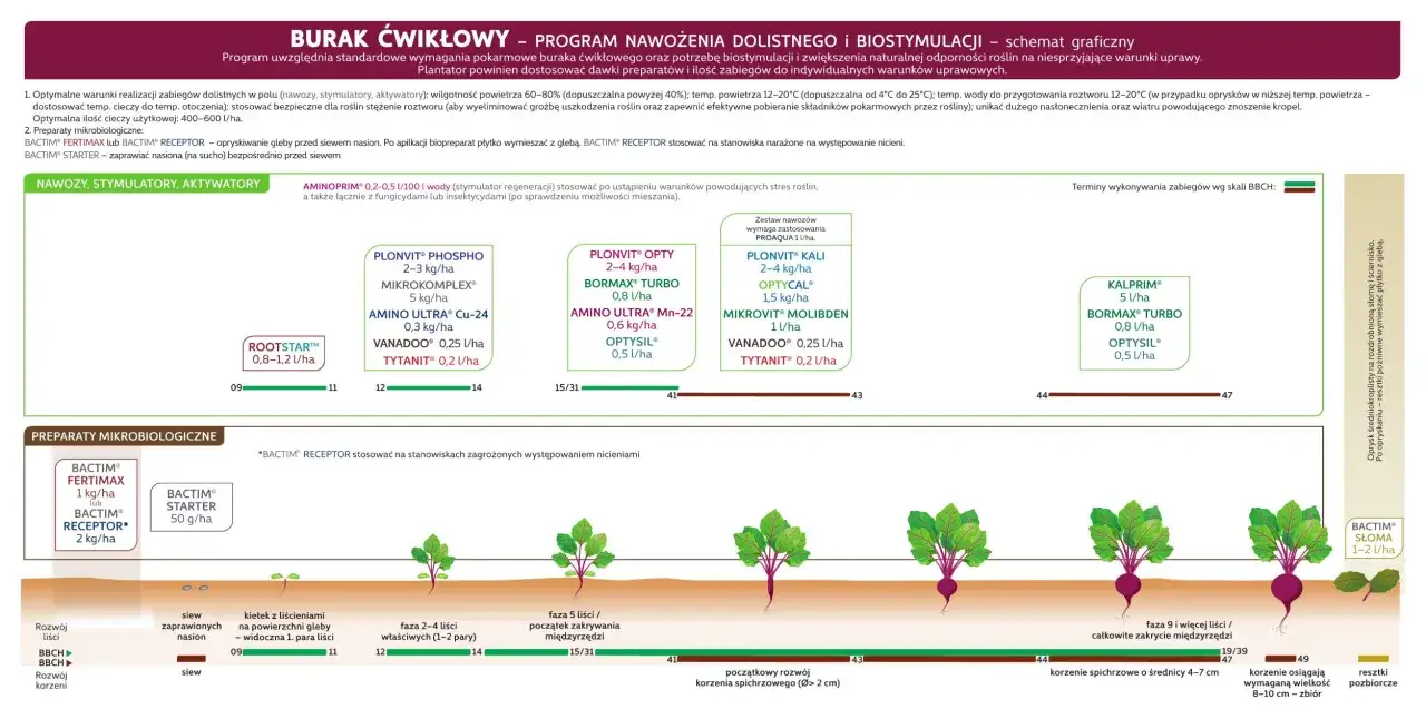 Kiedy siać buraki ćwikłowe? Schemat pokazuje optymalne terminy siewu i zabiegów pielęgnacyjnych od marca (BBCH 09) do zbioru.