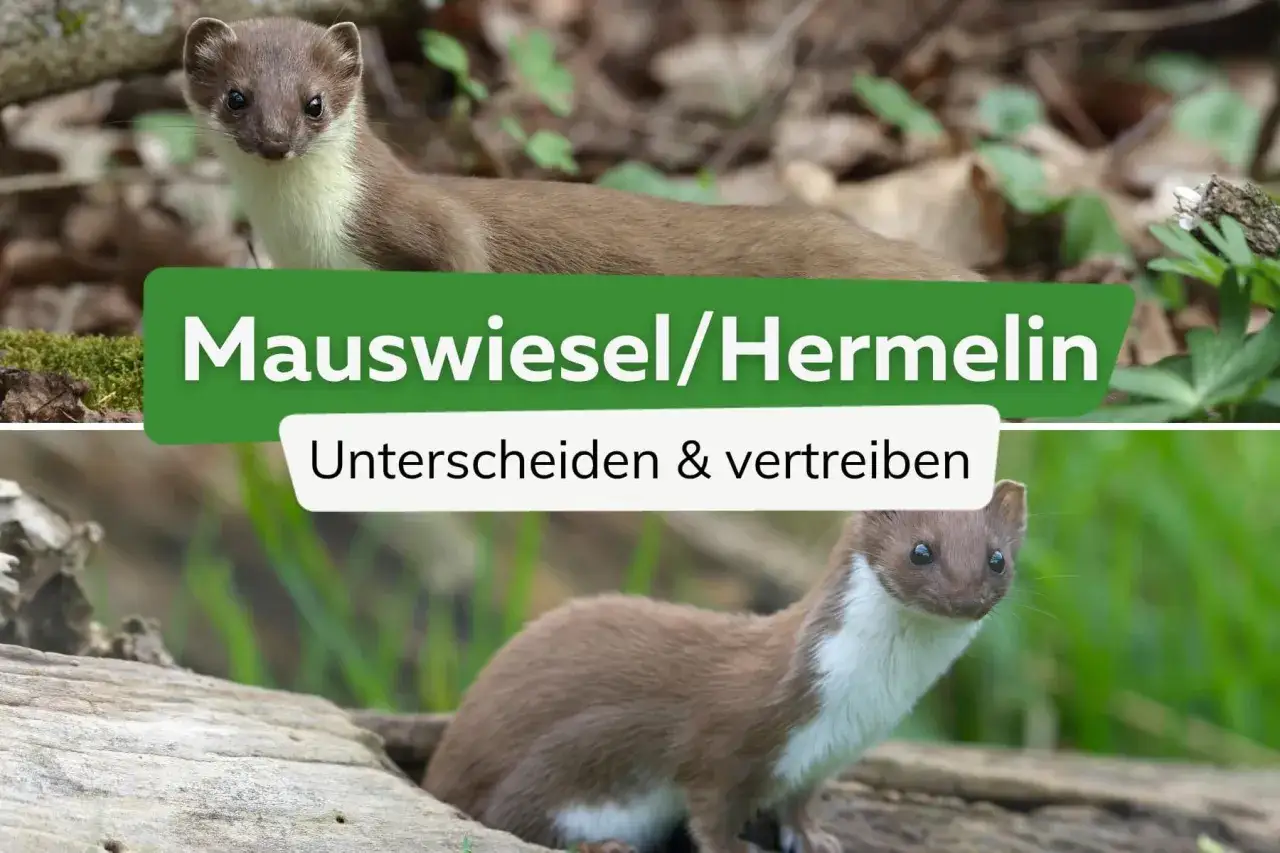 Zwei kleine Wiesel, eines im Vordergrund, das andere im Hintergrund, mit Text