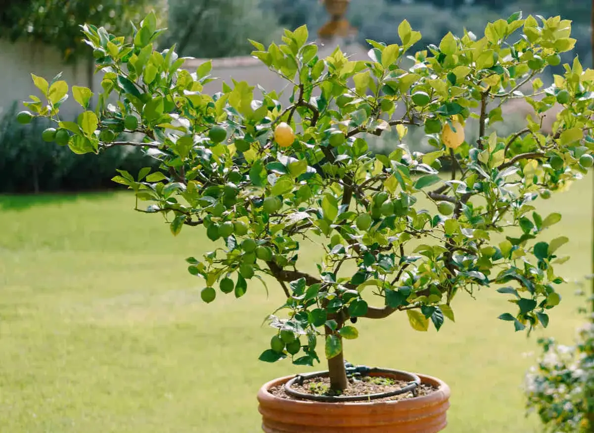 Un citronnier en pot, chargé de fruits verts et d'un citron jaune mûr, s'épanouit dans un jardin ensoleillé.