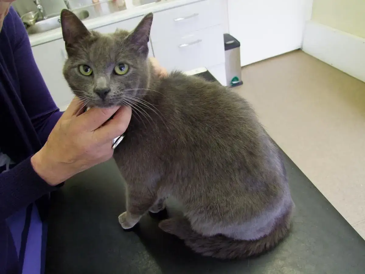 Un chat gris aux yeux verts, d'apparence soudainement apathique, est tenu par une main. Il est assis sur une surface sombre, dans ce qui semble être une clinique vétérinaire.