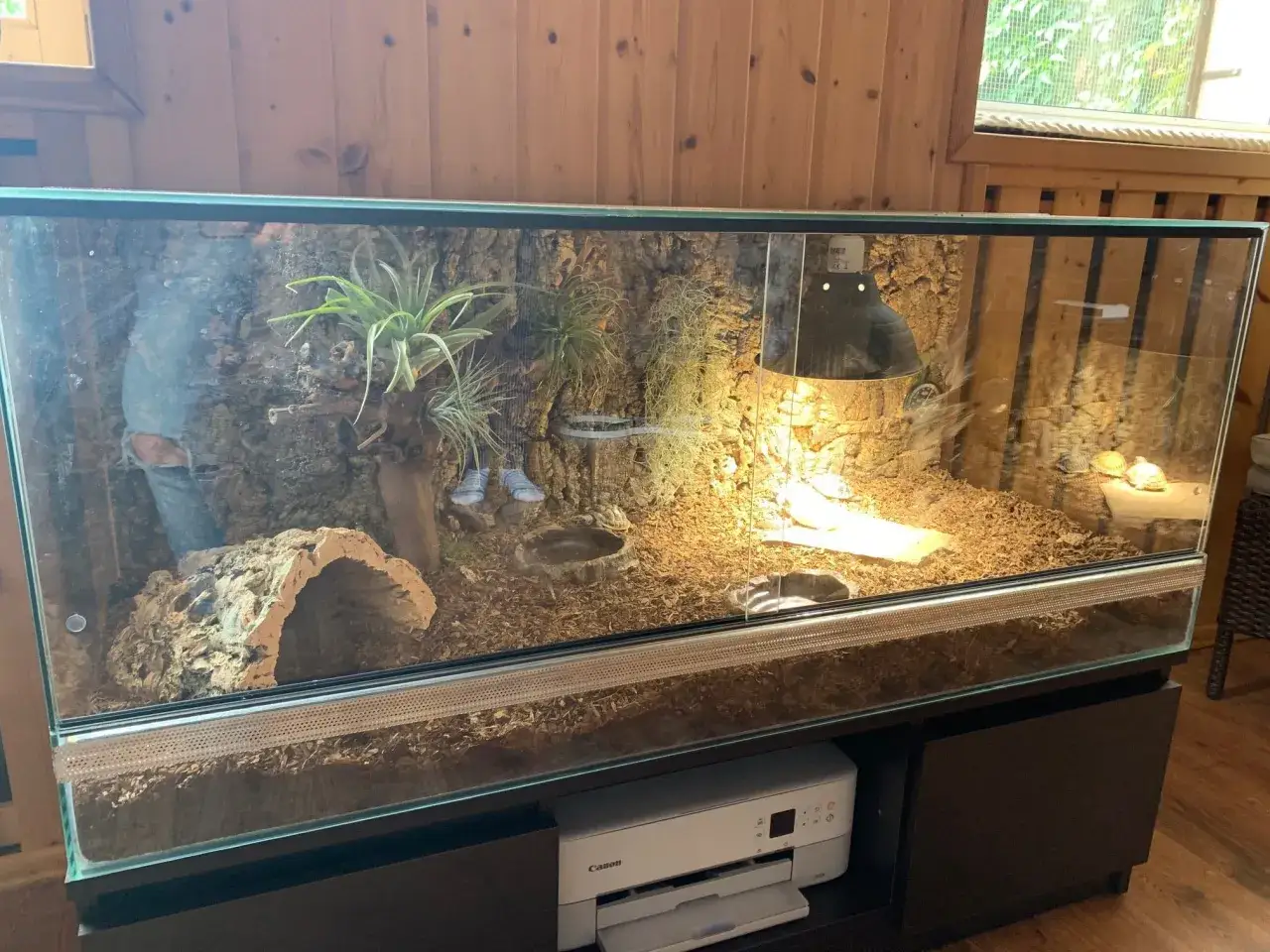urządzone terrarium dla żółwia lądowego