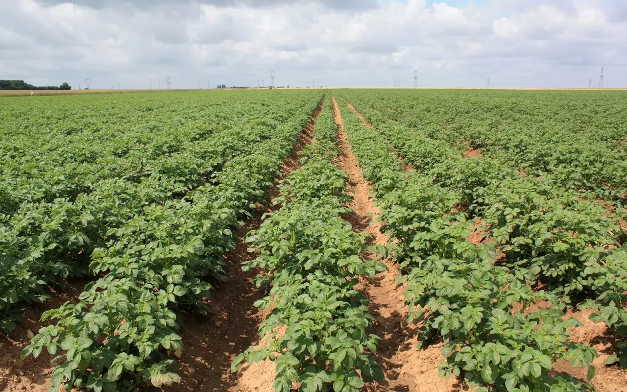 Vaste champ de pomme de terre, les rangs s'étendent à perte de vue sous un ciel nuageux. La culture de la pomme de terre est prometteuse.