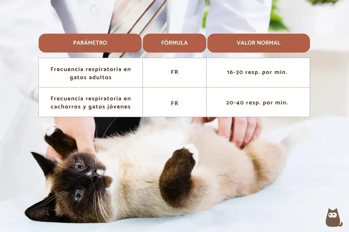 Un veterinario examina a un gato siamés. Una tabla muestra la frecuencia respiratoria normal para gatos adultos y jóvenes. ¿Mi gato respira fuerte?