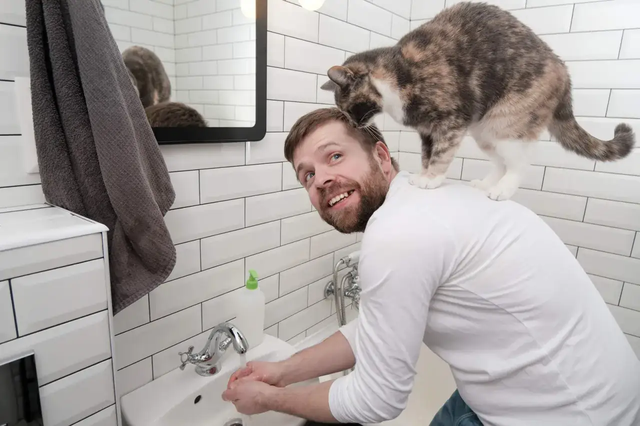 A cat stands on a man's shoulders in the bathroom, nuzzling his head. This is why does my cat follow me to the bathroom: for attention!