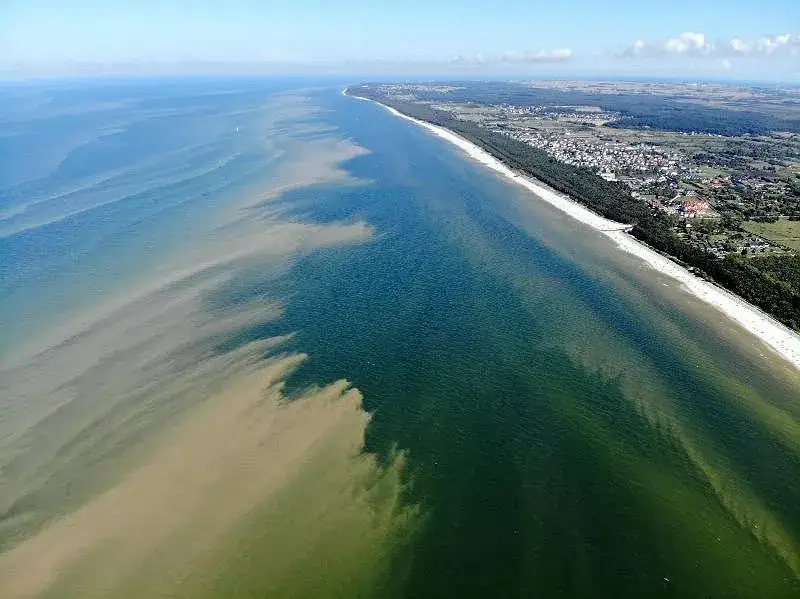 Sinice w Bałtyku