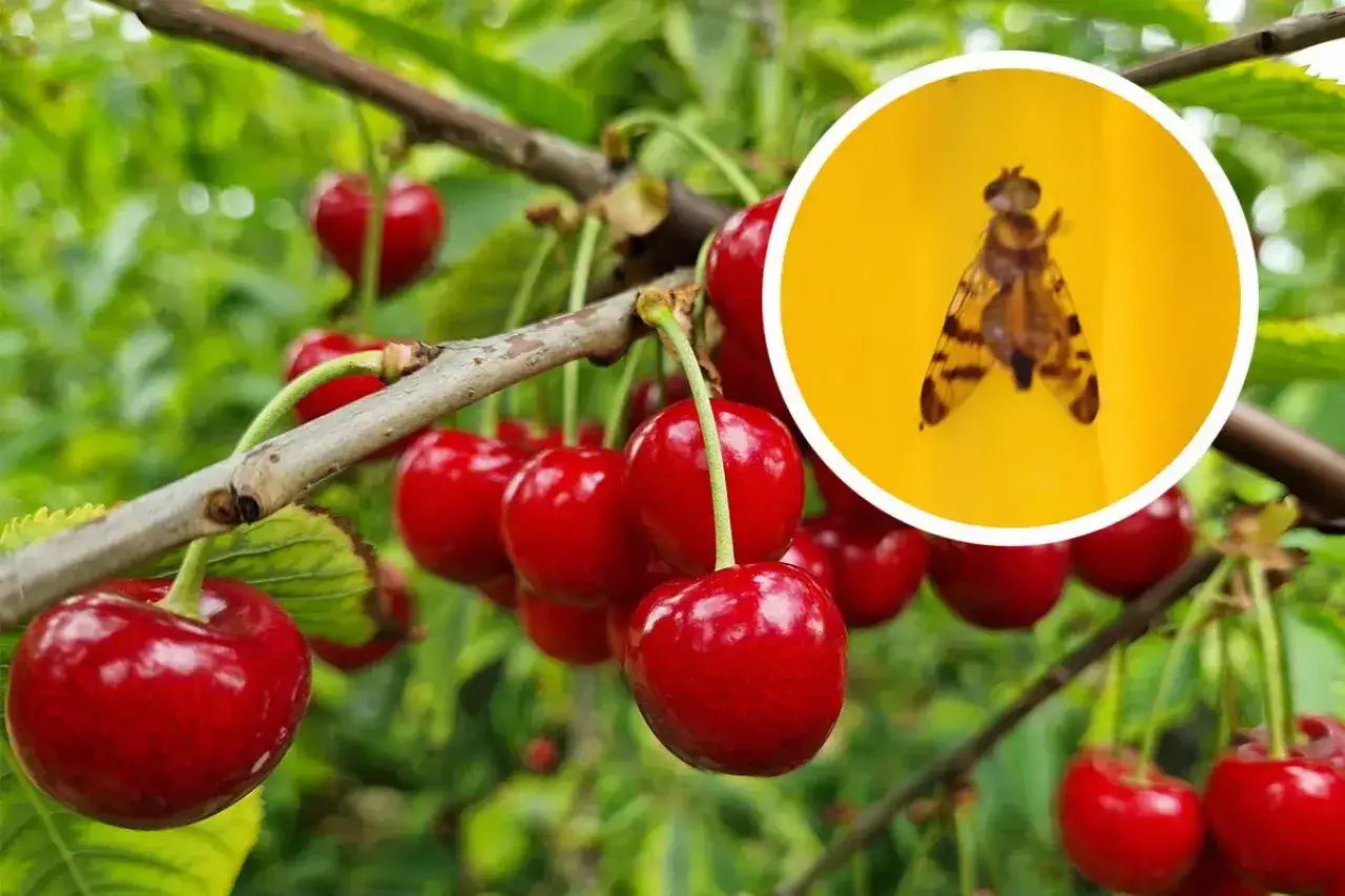Nasionnica trześni&oacute;wka, groźny szkodnik wiśni, zwalczany opryskiem gleby.