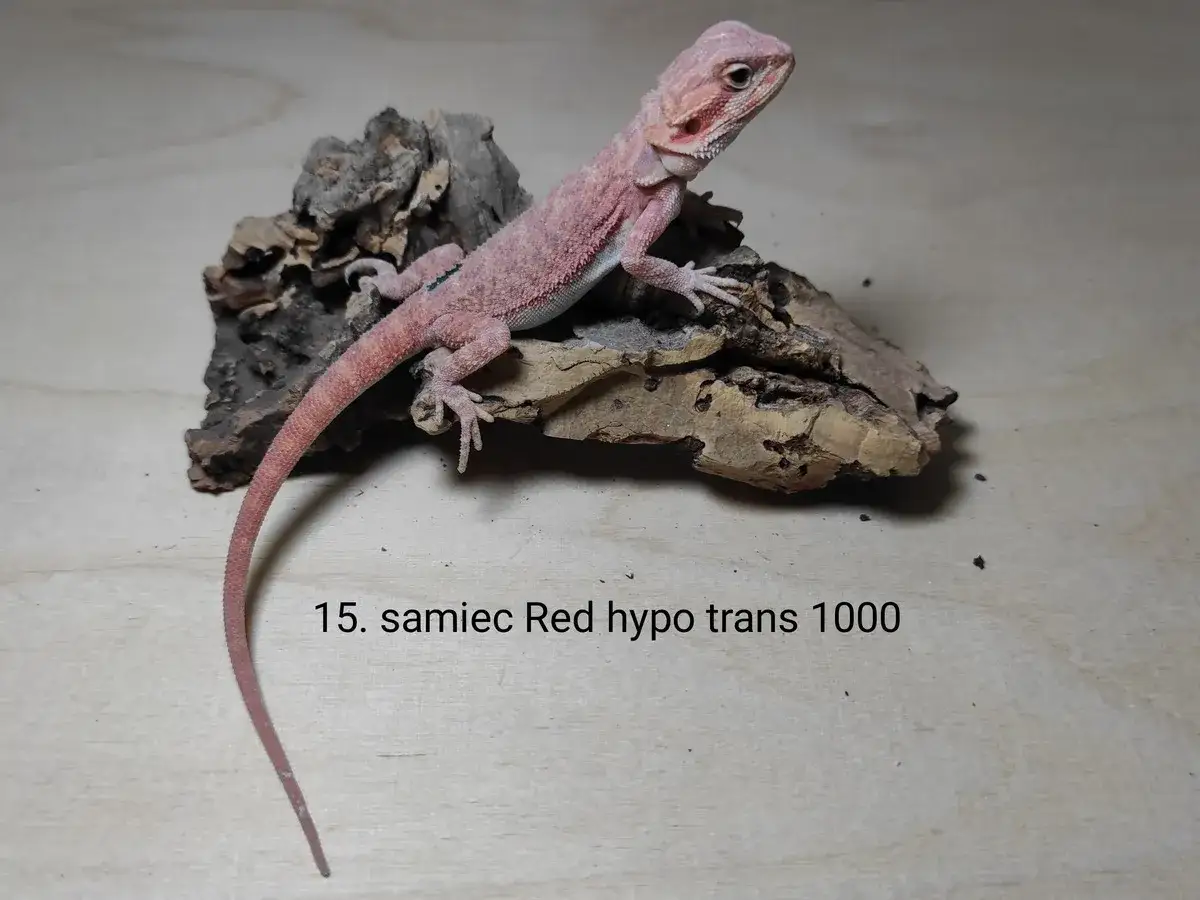 Różowa agama brodata samiec Red hypo trans. Sprawdź atrakcyjną **agama brodata cena**!