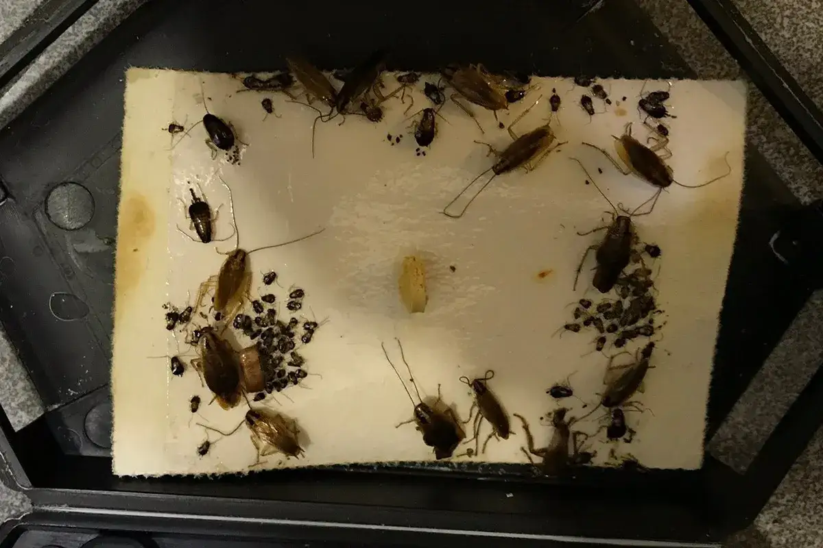 Trampa pegajosa llena de cucarachas, algunas grandes y otras pequeñas, atrapadas en la cama adhesiva.
