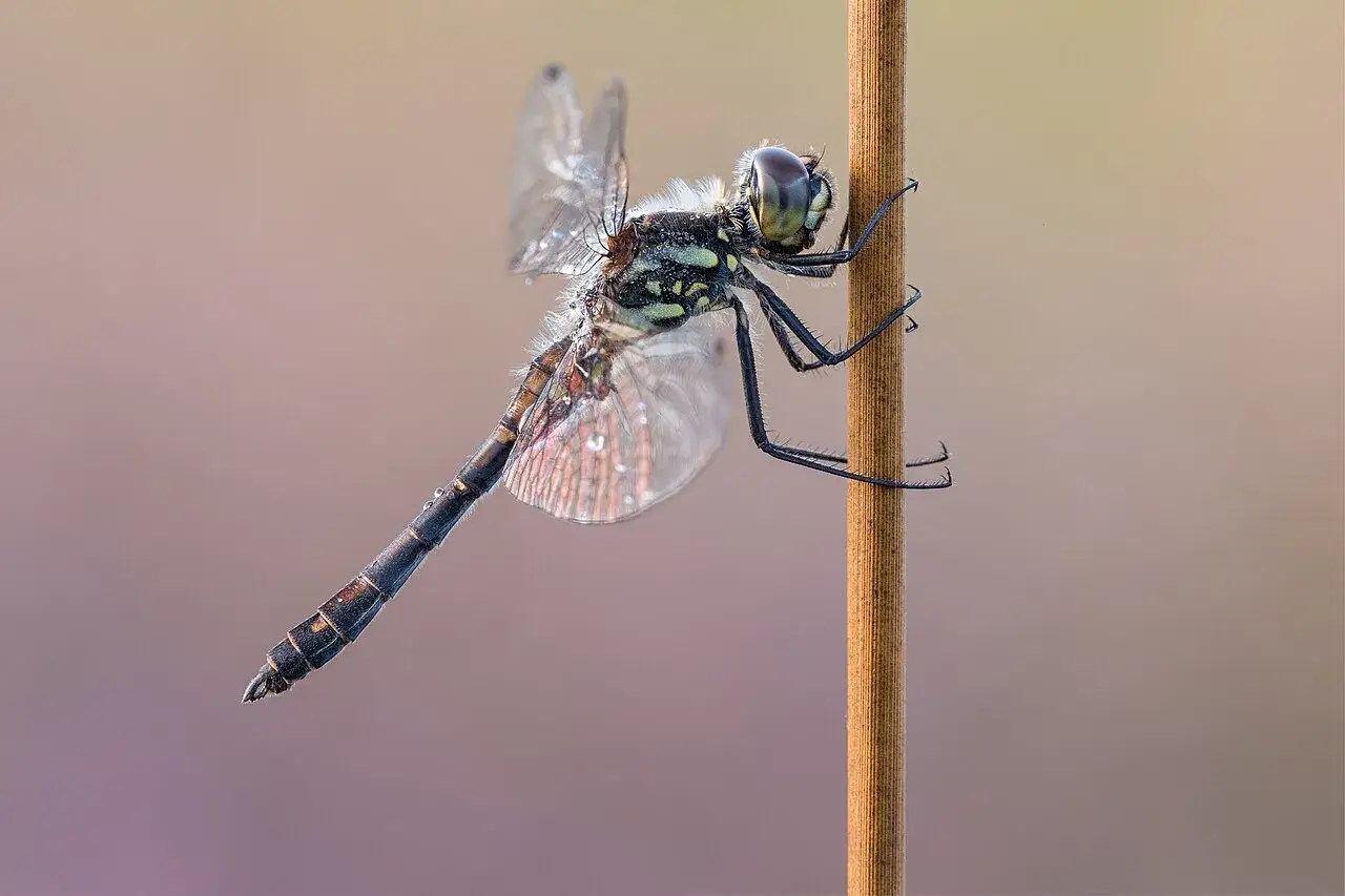 Eine schwarze Libelle mit grünen Akzenten und feinen Wassertropfen auf den Flügeln klammert sich an einen braunen Grashalm.
