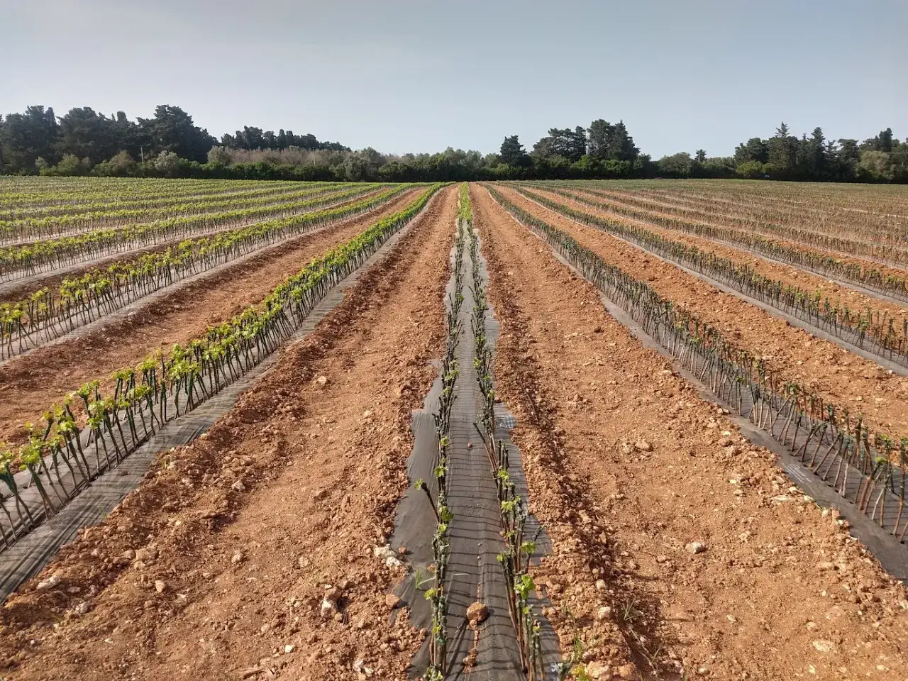 Fila di barbatelle di vite appena piantate in un campo arato, con teli neri a pacciamatura.