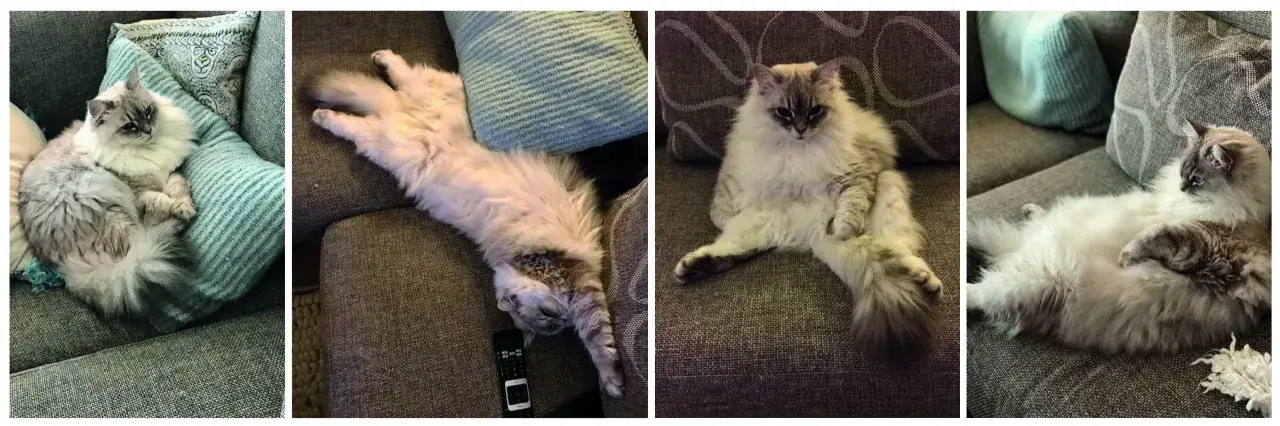Vier foto's van een pluizige kat die languit ligt op een stoffen bank. De kat is wit met grijze vlekken en heeft blauwe ogen.