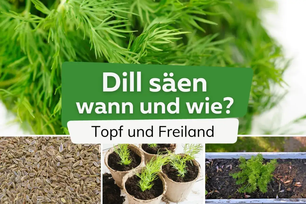 Dill säen: Samen, junge Pflanzen in Töpfen und ein Dillbusch im Freiland. So gelingt das Vorziehen von Dill.