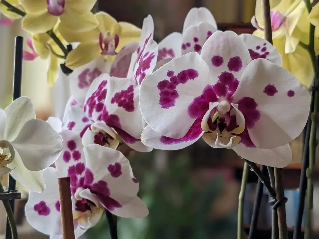 Zarte wei&szlig;e und gelbe Orchideenbl&uuml;ten mit lila Tupfen. Die richtige Orchideen Pflege sorgt f&uuml;r diese Sch&ouml;nheit.