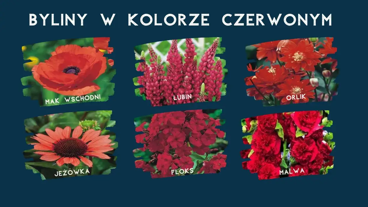Kwitnące czerwone kwiaty ogrodowe: mak wschodni, lubin, orlik, jeżówka, floks, malwa.