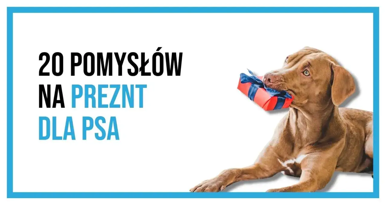 Zdjęcie Co kupić psu pod choinkę? Najlepsze pomysły na prezenty dla pupila