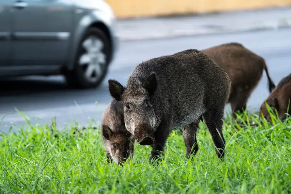 Zdjęcie Co robić, gdy dziki na osiedlu stają się zagrożeniem?