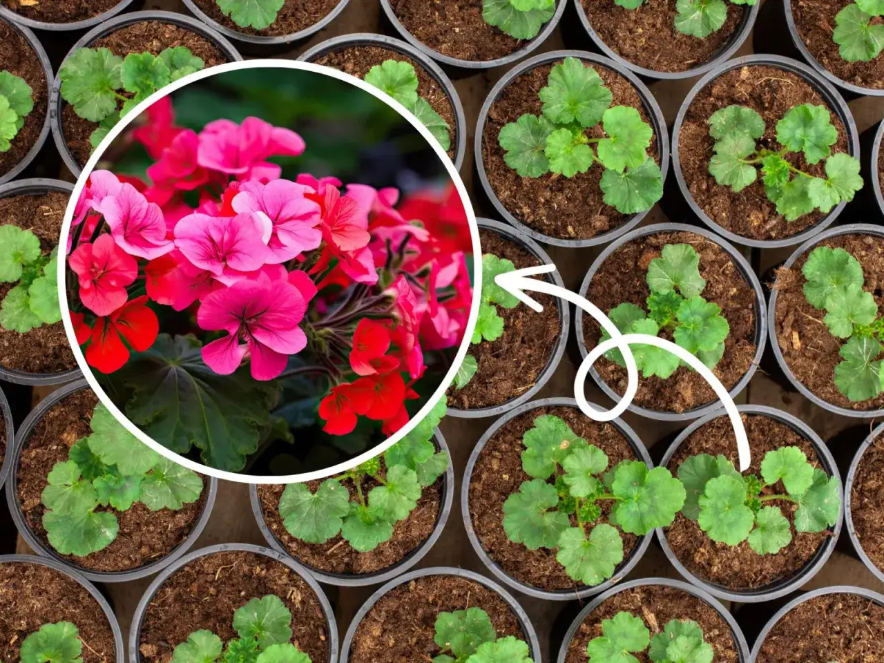 Kiedy siać pelargonie? Wokół młodych sadzonek w doniczkach widać kwitnące pelargonie, sugerując idealny czas na ich wysiew.