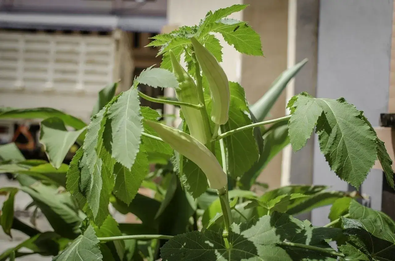 Młoda okra w fazie wzrostu, z zielonymi strąkami i liśćmi. Udana okra uprawa w słonecznym miejscu.
