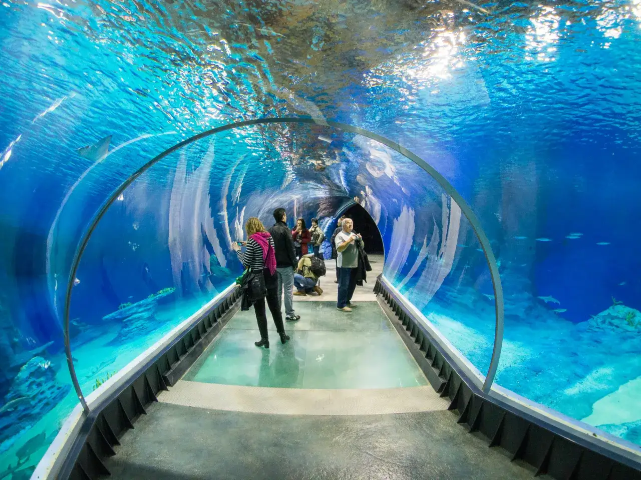 różnice afrykarium oceanarium infografika