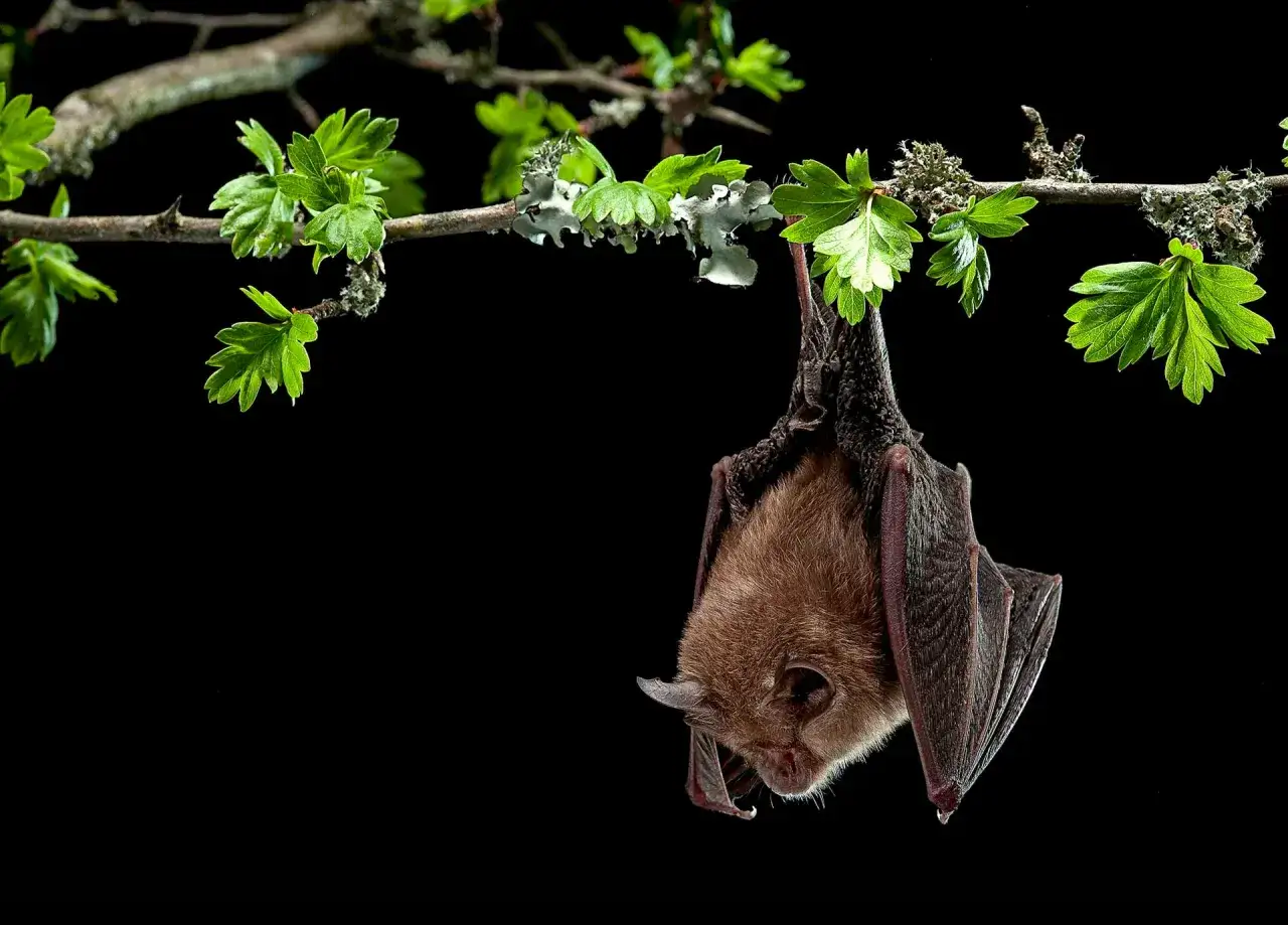 Un murciélago marrón cuelga de una rama con hojas verdes, como si estuviera a punto de soñar con murciélagos.