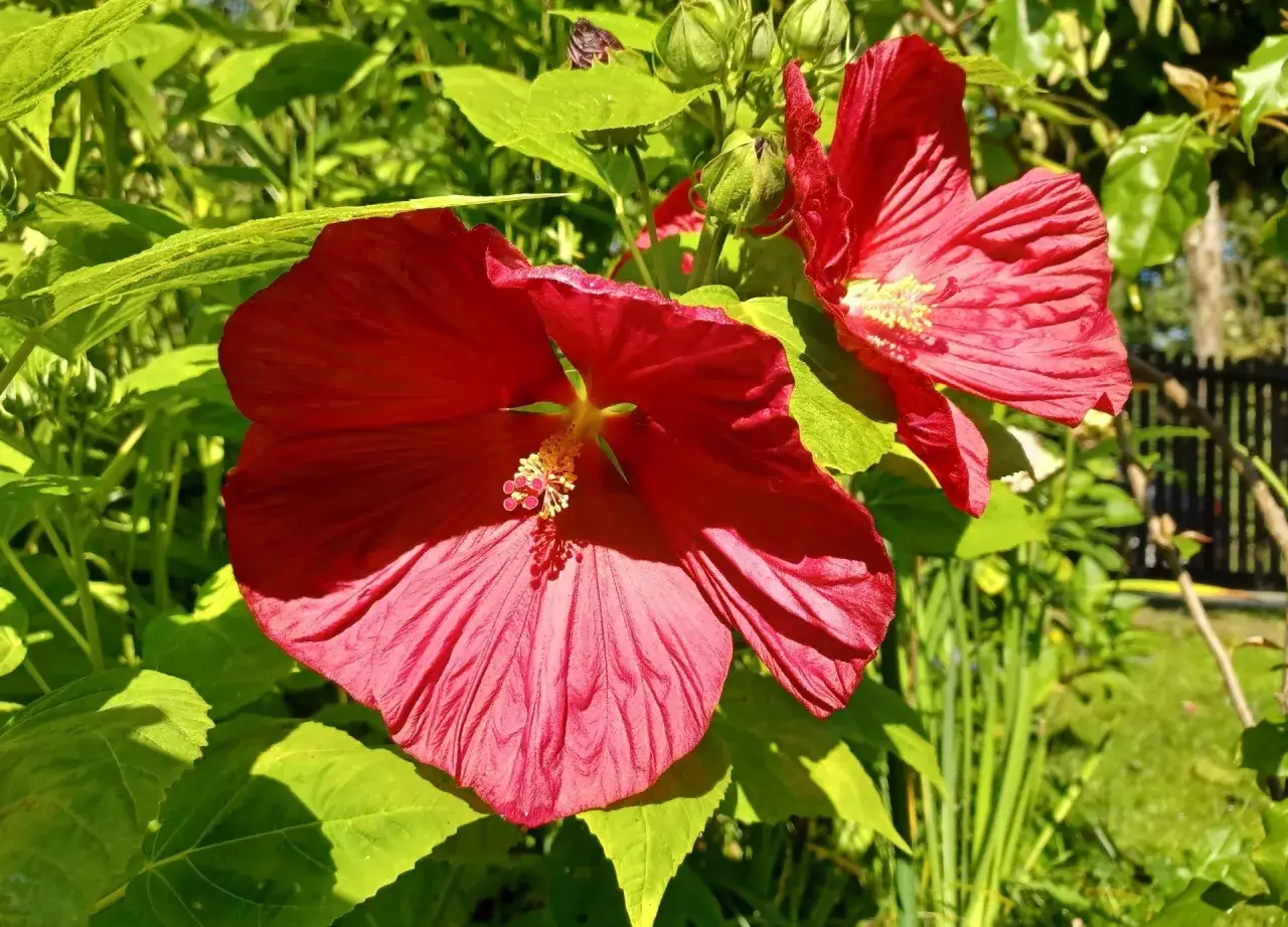 Dwa duże, karminowe kwiaty hibiskusa bagiennego kwitną w słońcu. Ich uprawa w ogrodzie przynosi wspaniałe efekty.