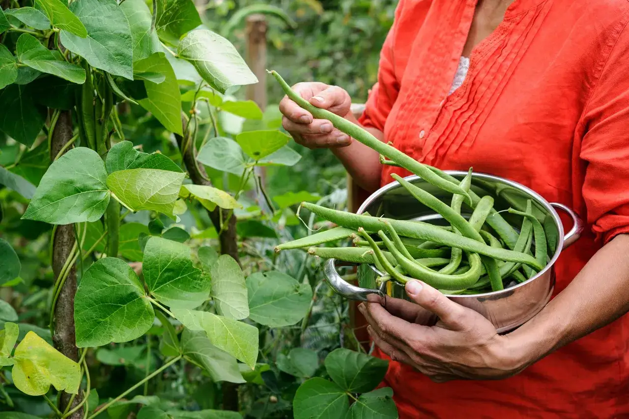 Récolte de haricots verts frais dans le potager. Les mains cueillent les gousses pour les mettre dans un bol.