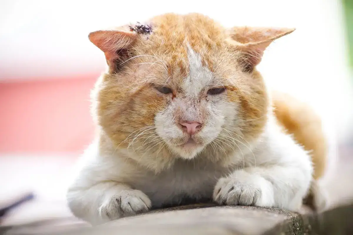 A weary tom cat with prominent cheeks rests, his fur a mix of orange and white. A small wound is visible on his head.