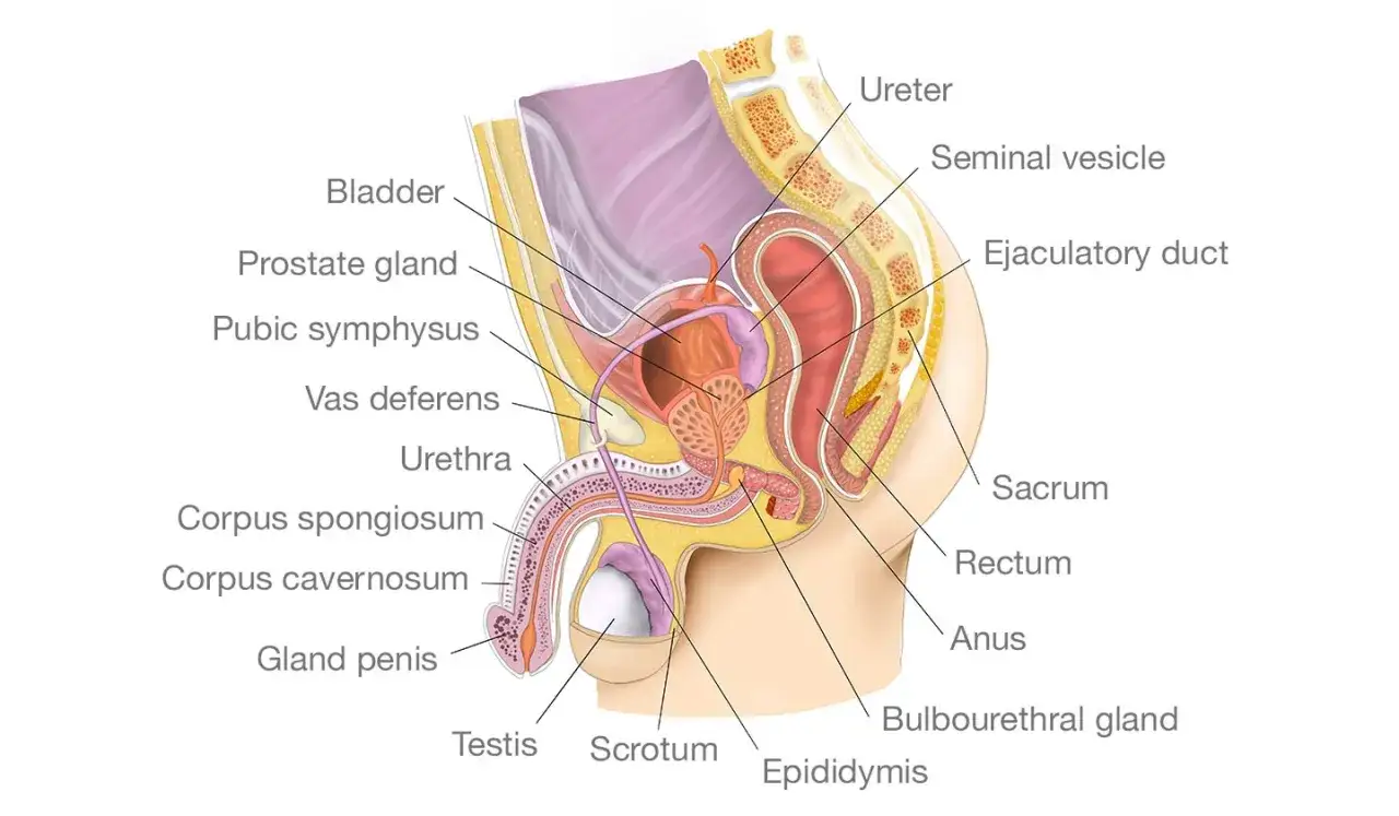 Anatomia męskiego układu rozrodczego i moczowego. Widoczna prostata, pęcherz, cewka moczowa, prącie, jądra. Stymulacja prostaty jest możliwa dzięki tej wiedzy.