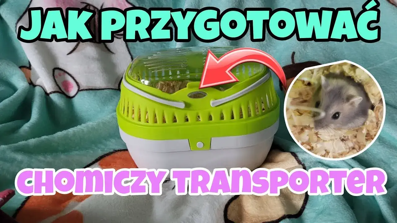 chomik w transporterze z ogórkiem