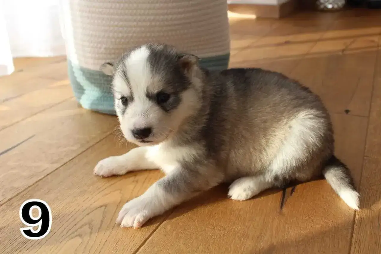 Uroczy szczeniak husky syberyjski, gotowy do adopcji. Sprawdź, jaka jest jego cena!