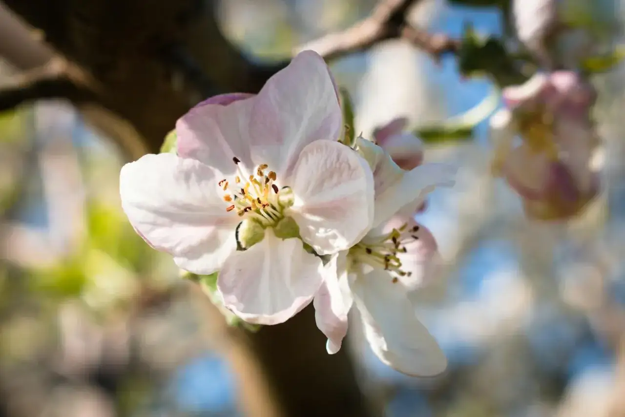 Zarte Bl&uuml;ten des Zierapfels, bereit zum Schneiden, entfalten sich im sanften Licht.