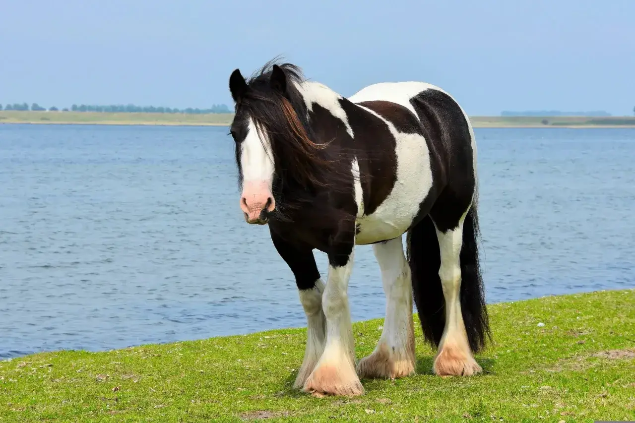 Un magnifique cob gypsy pie noir et blanc se tient près d'un lac, ses longues crinières flottant au vent.