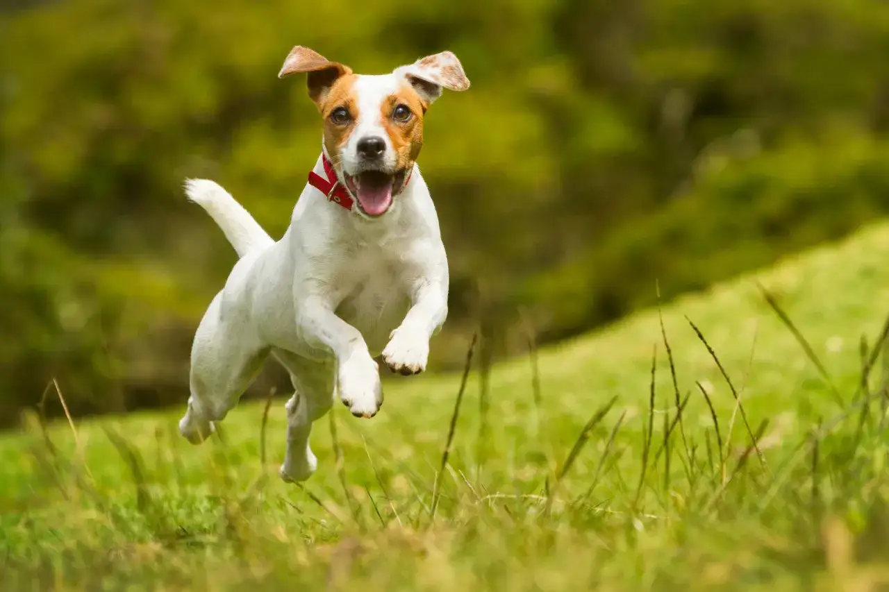 Radosny piesek rasy Jack Russell Terrier skacze przez zieloną trawę. To idealny przykład energicznych małych ras psów.