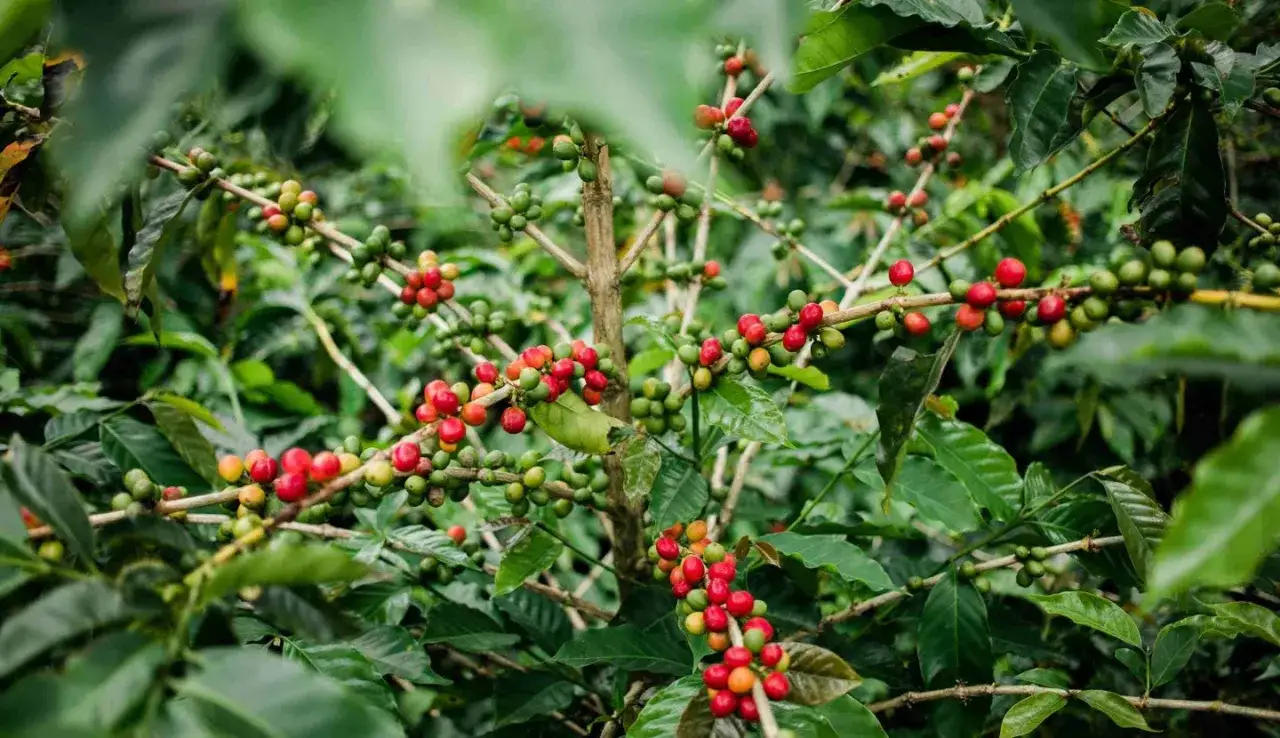 Chicchi di caffè arabica, verdi e rossi, pendono dai rami di una pianta. Il loro colore indica la maturazione, un viaggio che porta al caffè arabica significato.