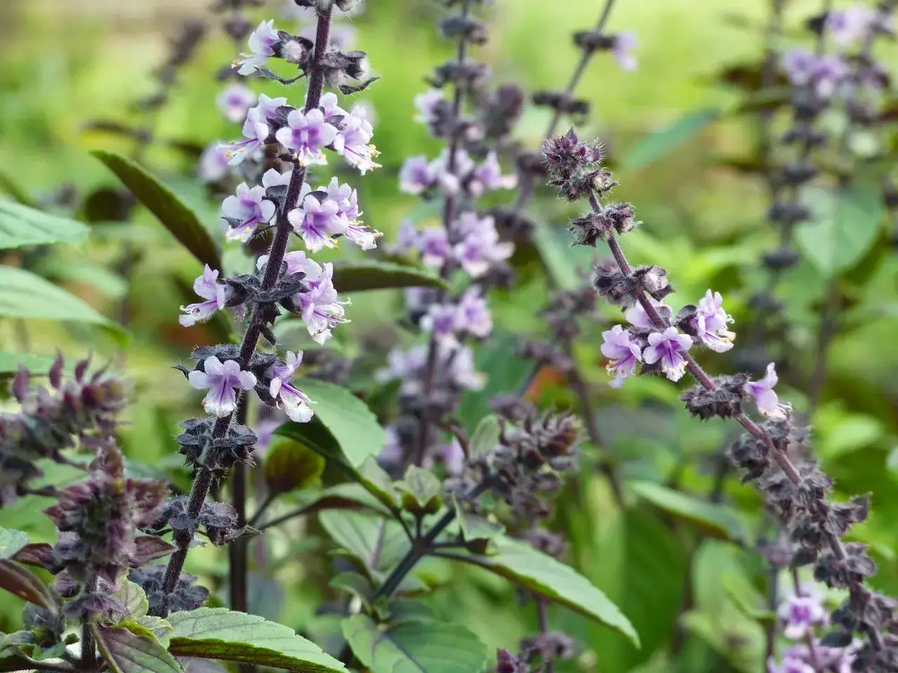 Fleurs délicates de basilic africain, une plante aux nombreux bienfaits.