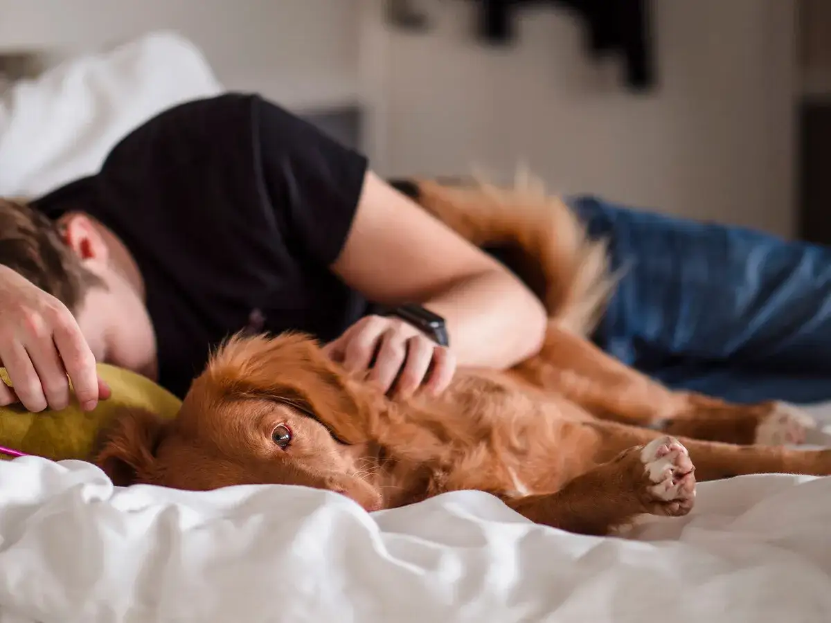 Un hombre y su perro duermen abrazados en la cama. El perro, de pelaje rojizo, descansa sobre el hombre, demostrando porque mi perro duerme pegado a mi.