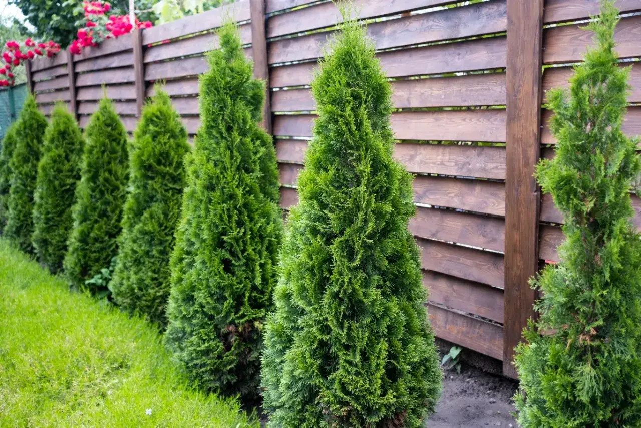 Rząd zielonych, stożkowatych tui w ogrodzie, tworzących naturalny żywopłot przy drewnianym płocie.