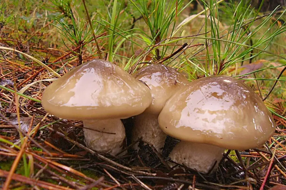 Tres hongos de sombrero brillante y h&uacute;medo, con tallos blancos, emergen entre agujas de pino. La confusi&oacute;n llanega venenosa puede ser peligrosa.